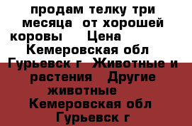 продам телку три месяца  от хорошей коровы.. › Цена ­ 15 000 - Кемеровская обл., Гурьевск г. Животные и растения » Другие животные   . Кемеровская обл.,Гурьевск г.